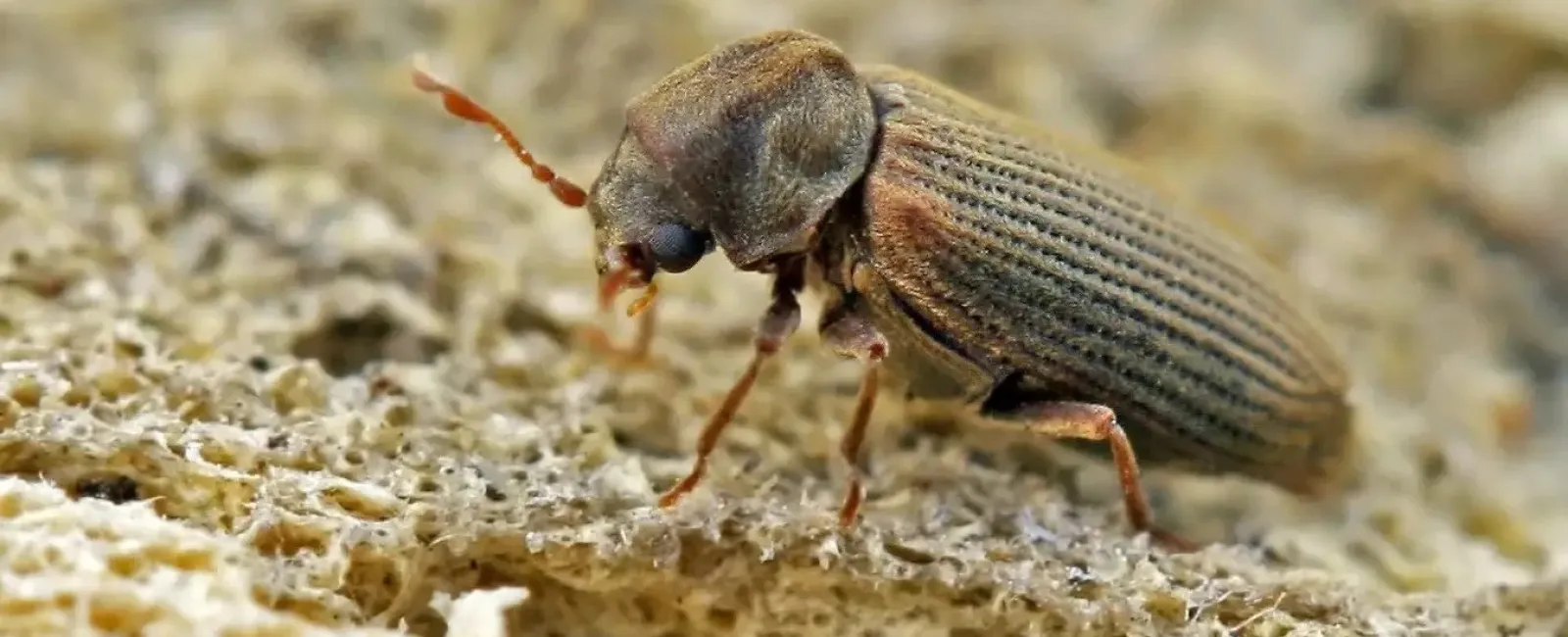 a small insect on a rock