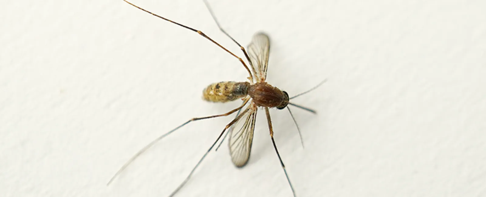 Close-up of a mosquito with translucent wings and long legs resting on a white surface.