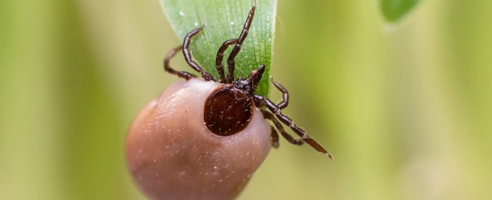 a spider on a fruit