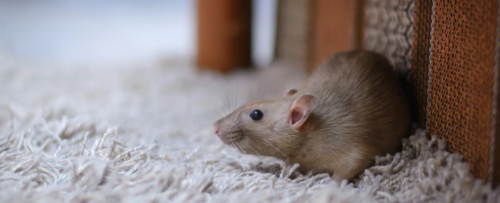 Light brown rat resting on a beige fluffy carpet near woven furniture indoors.