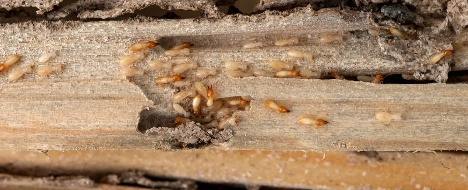Close-up of termites infesting and damaging dry wooden planks outdoors in daylight.