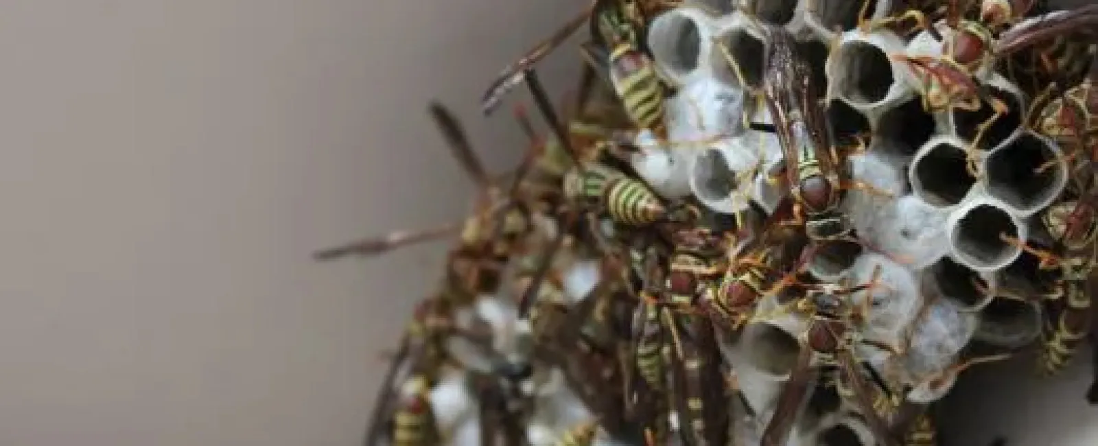 Close-up of a dense wasp nest with many wasps crawling over hexagonal cells on a white wall corner.