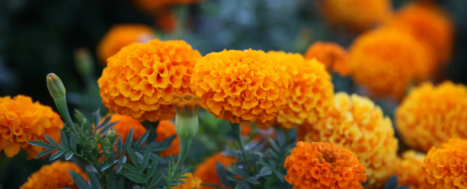 Bright orange marigold flowers blooming in a garden with green foliage on a blurred background mosquito repellent