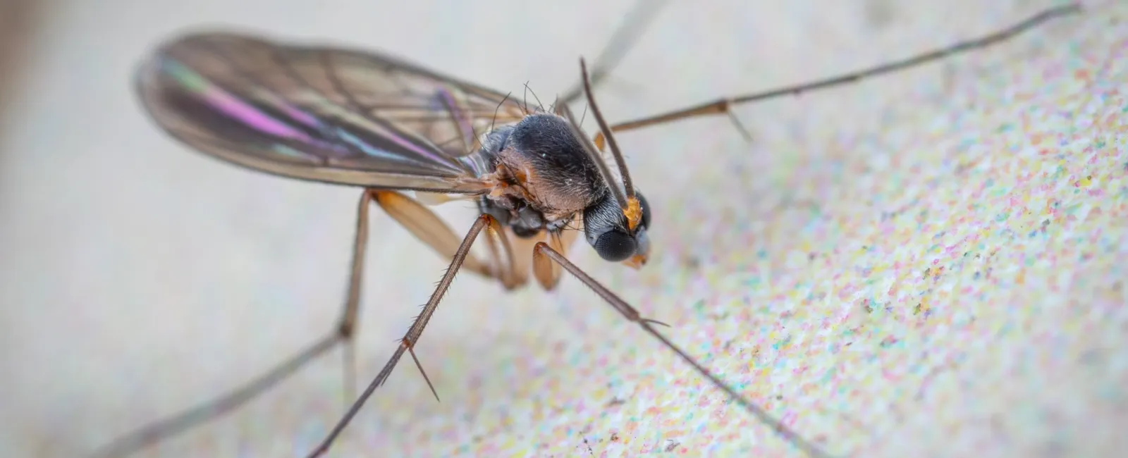 a closeup of a gnat