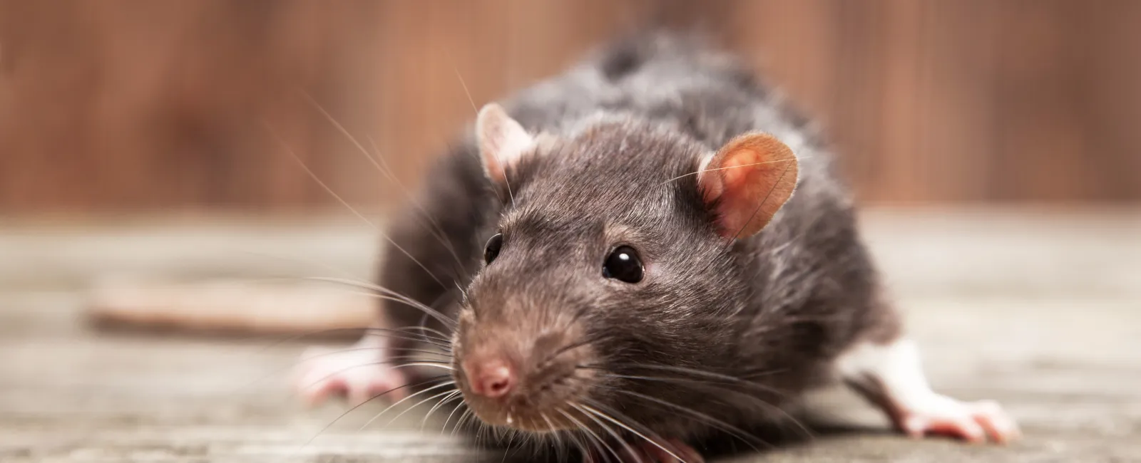 Close-up of a black and white rat on wooden surface with blurred brown background