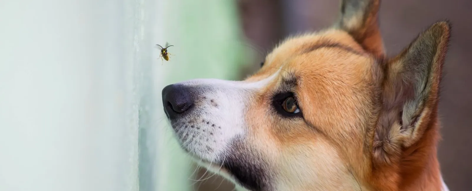 a bee flying over a dog