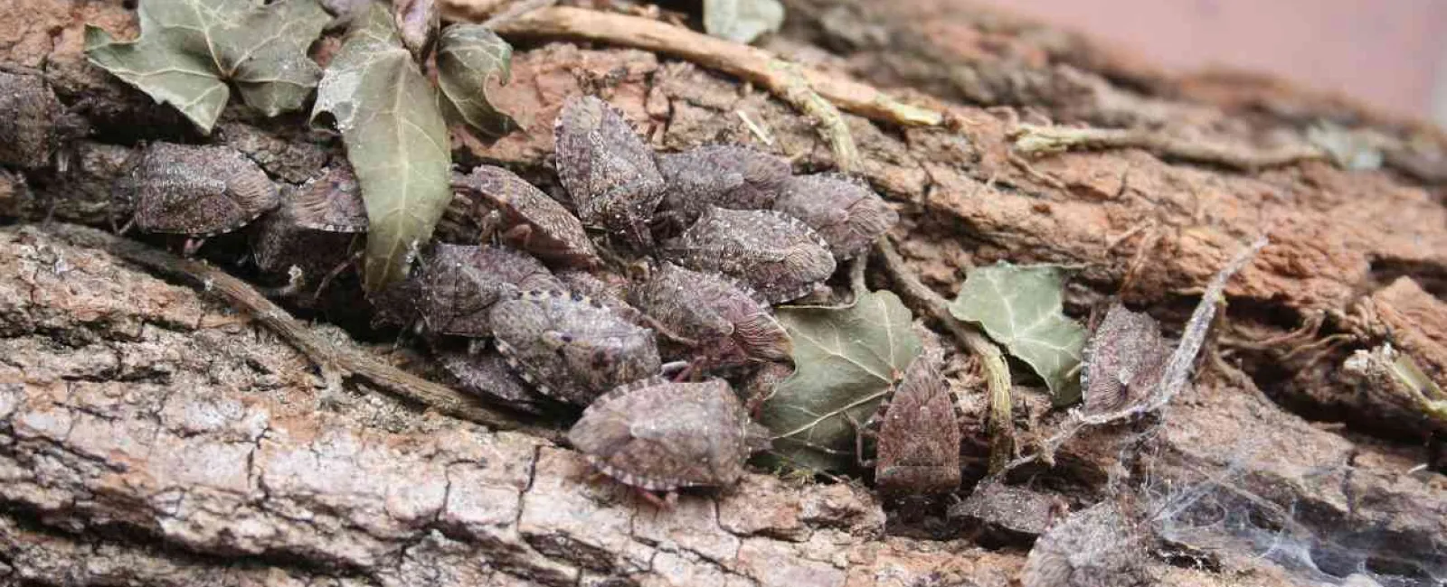 a group of stink bugs