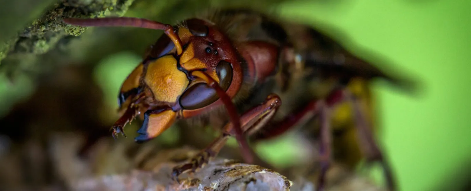 Close-up of a hornet perched on a nest with detailed view of its yellow and brown body and antennae.