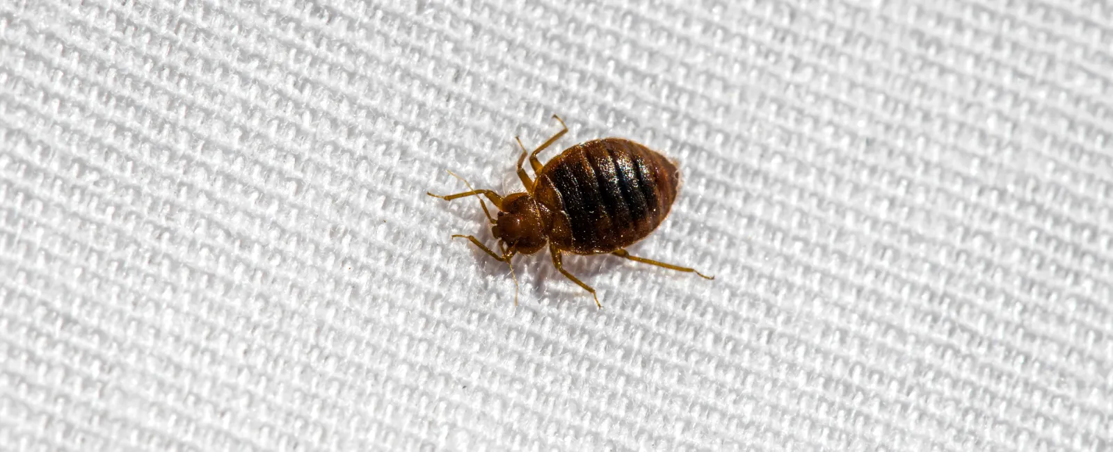 Close-up of a brown bed bug on textured white fabric showing detailed body and legs.