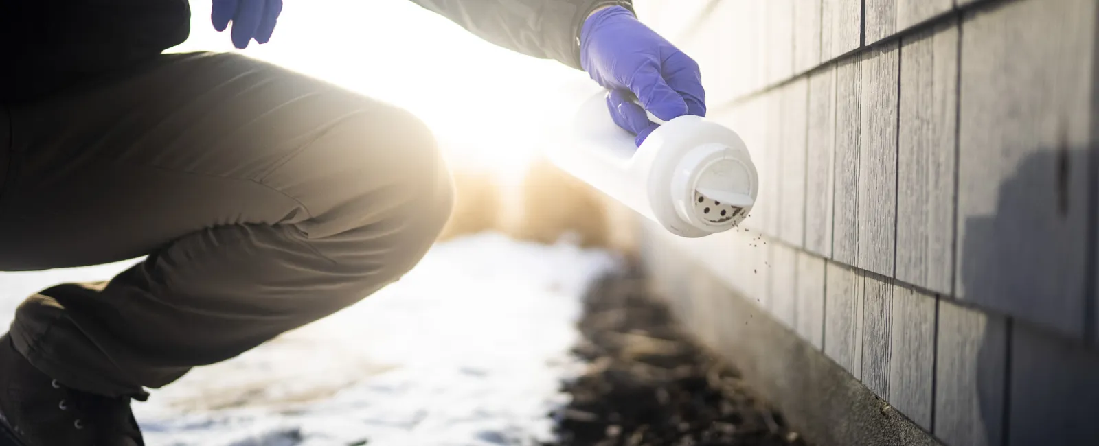 Person in gloves spreading granular pest control near house foundation on a snowy day during sunrise.