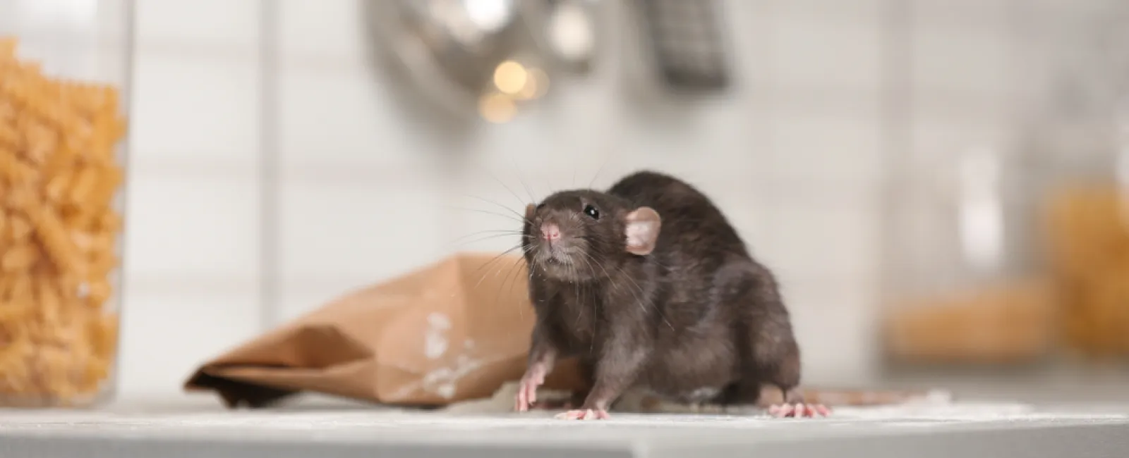 Black rat on a kitchen countertop near a spilled paper bag with pasta containers in the background