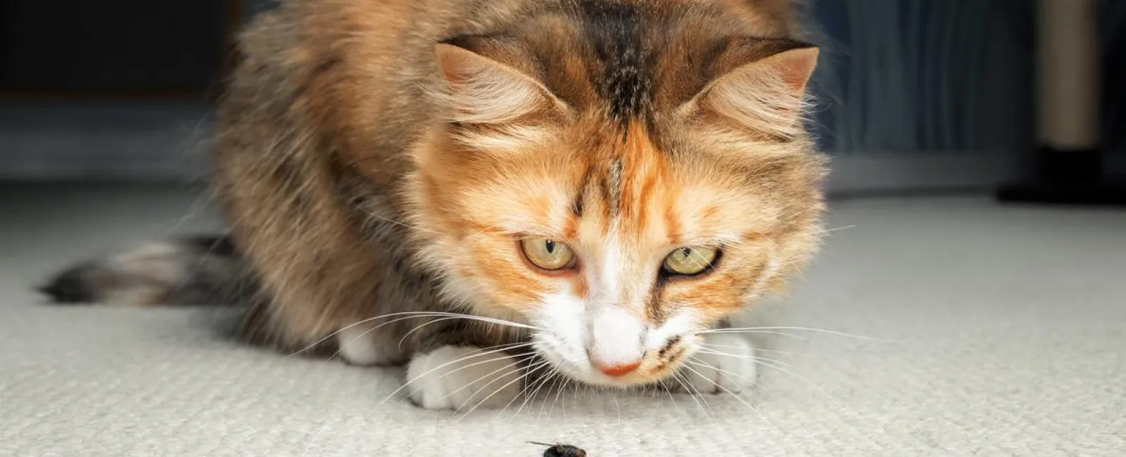 a cat hunting a fly on a carpet