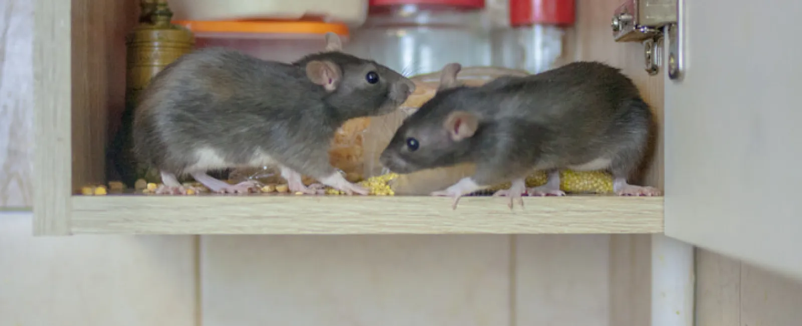 a group of rodents on a shelf