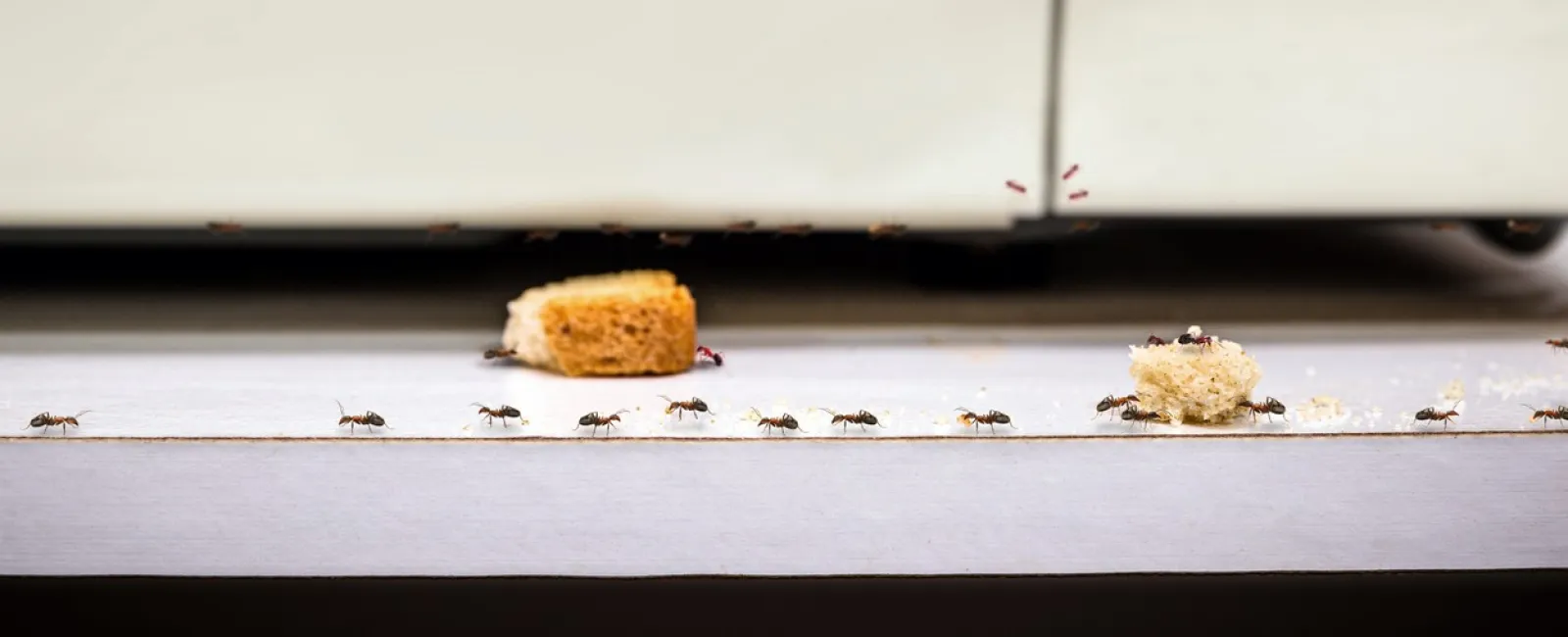 ants with food