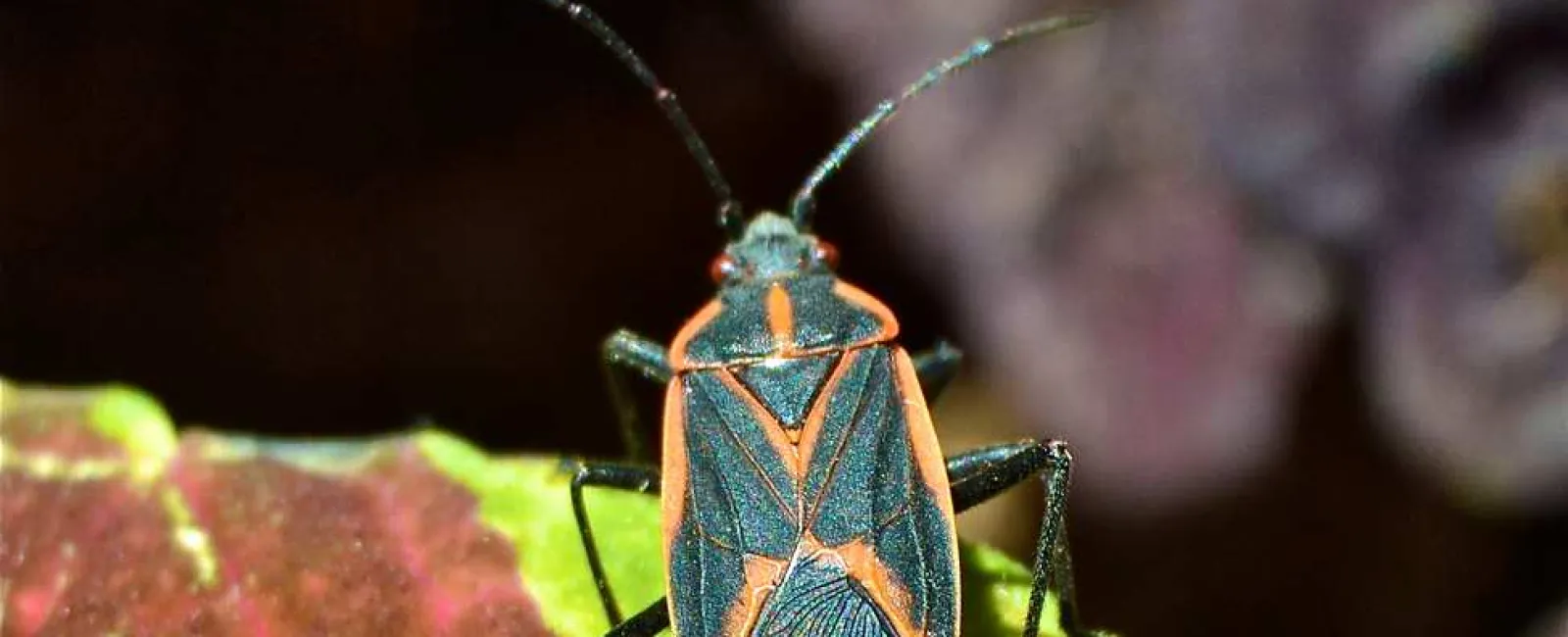 a boxelder bug on a leaf