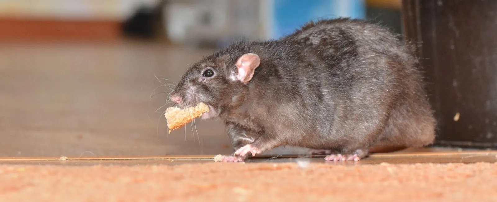 a rat eating a piece of food