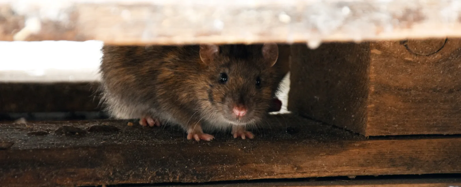 a rodent on a wooden surface