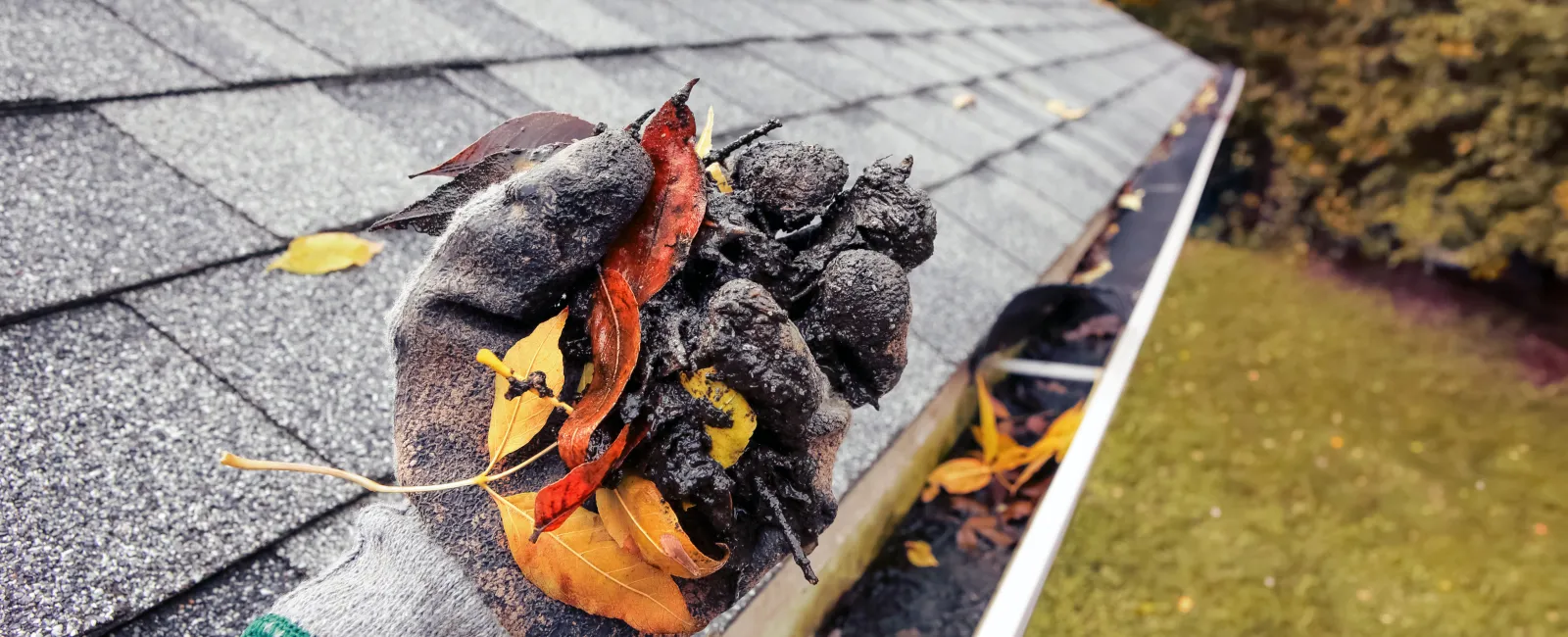 Dirty gutters lead to pest problems down the road.