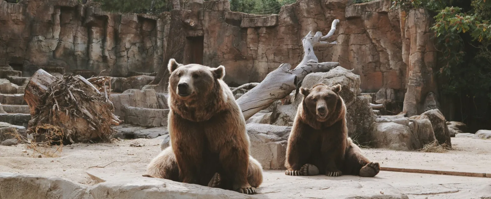 a couple of bears sit on a rock