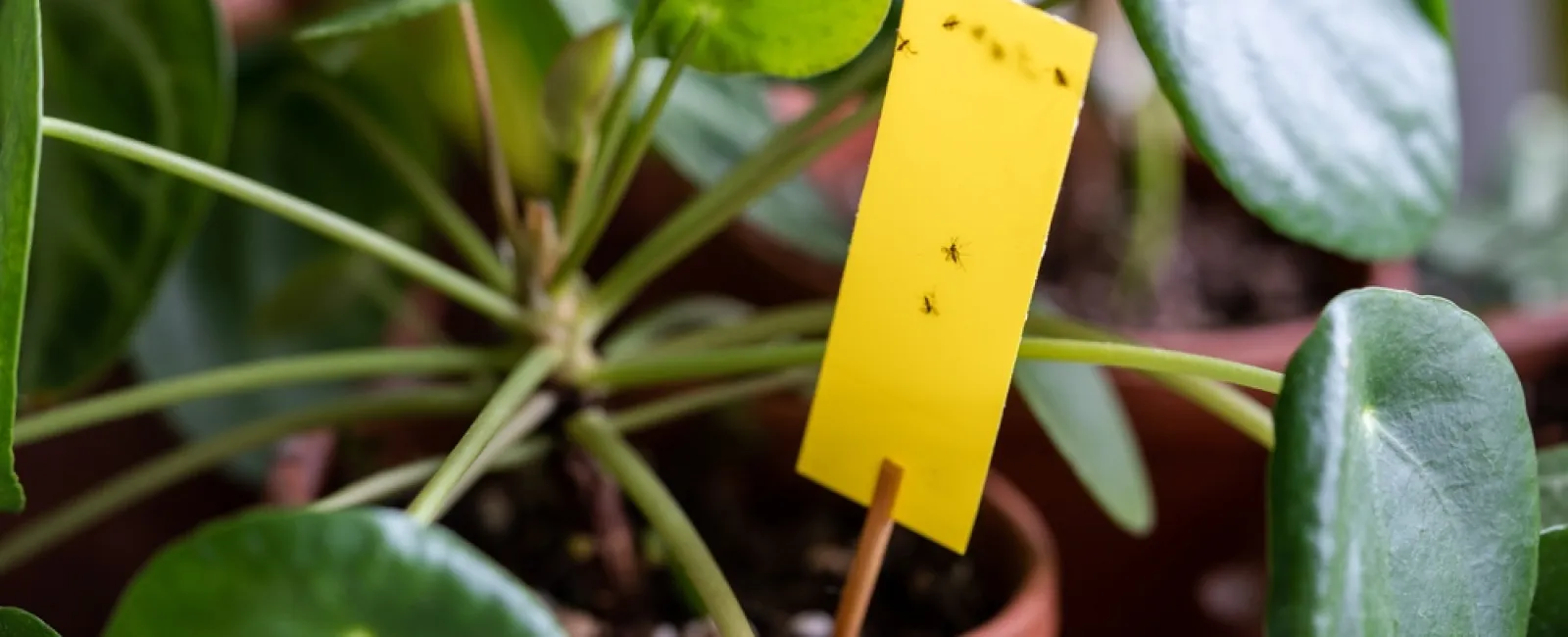 a plant with a yellow and green leaf