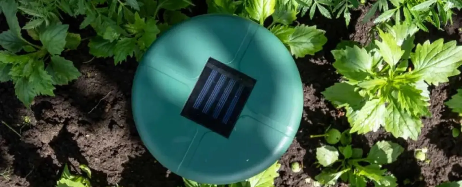 Green solar-powered garden device placed in soil among green plants and marigold flowers in sunlight
