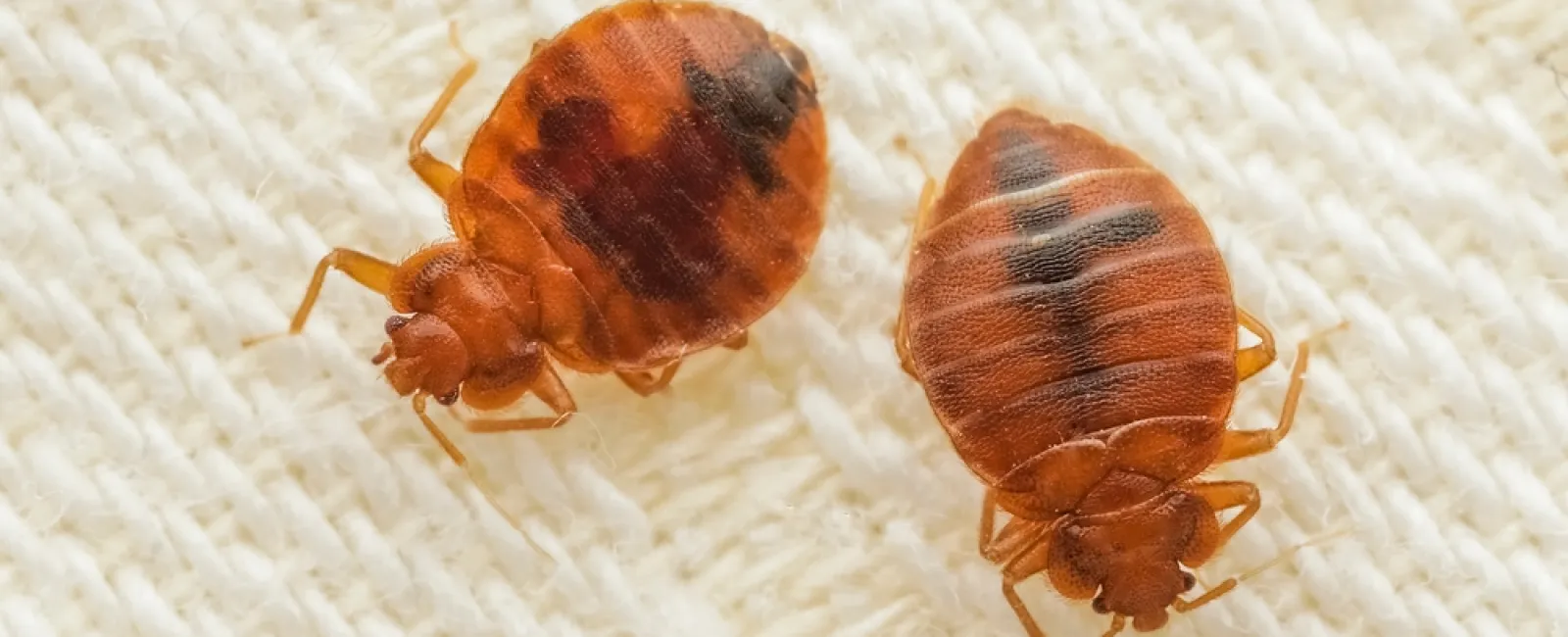 Close-up of two bed bugs on a white woven fabric showing their reddish-brown oval bodies and legs.
