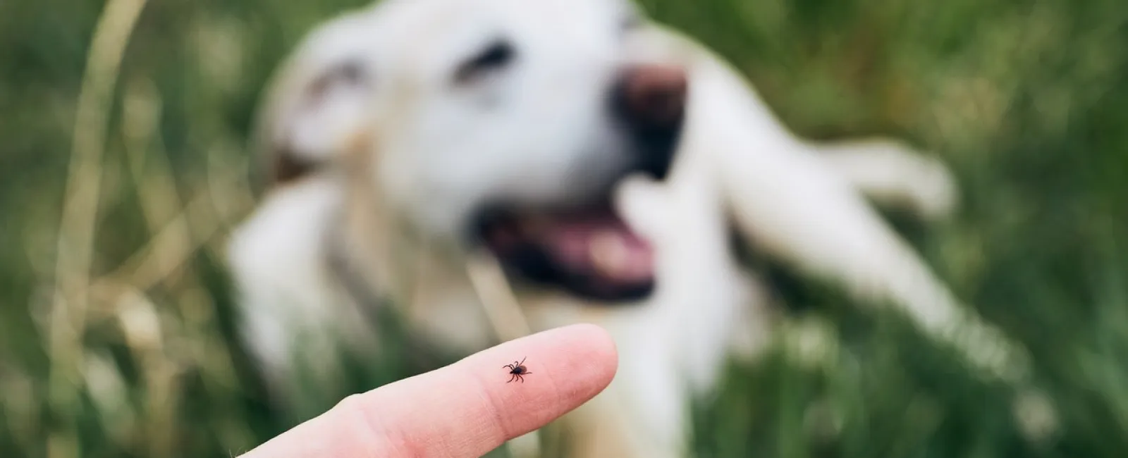 a hand holding a small white dog