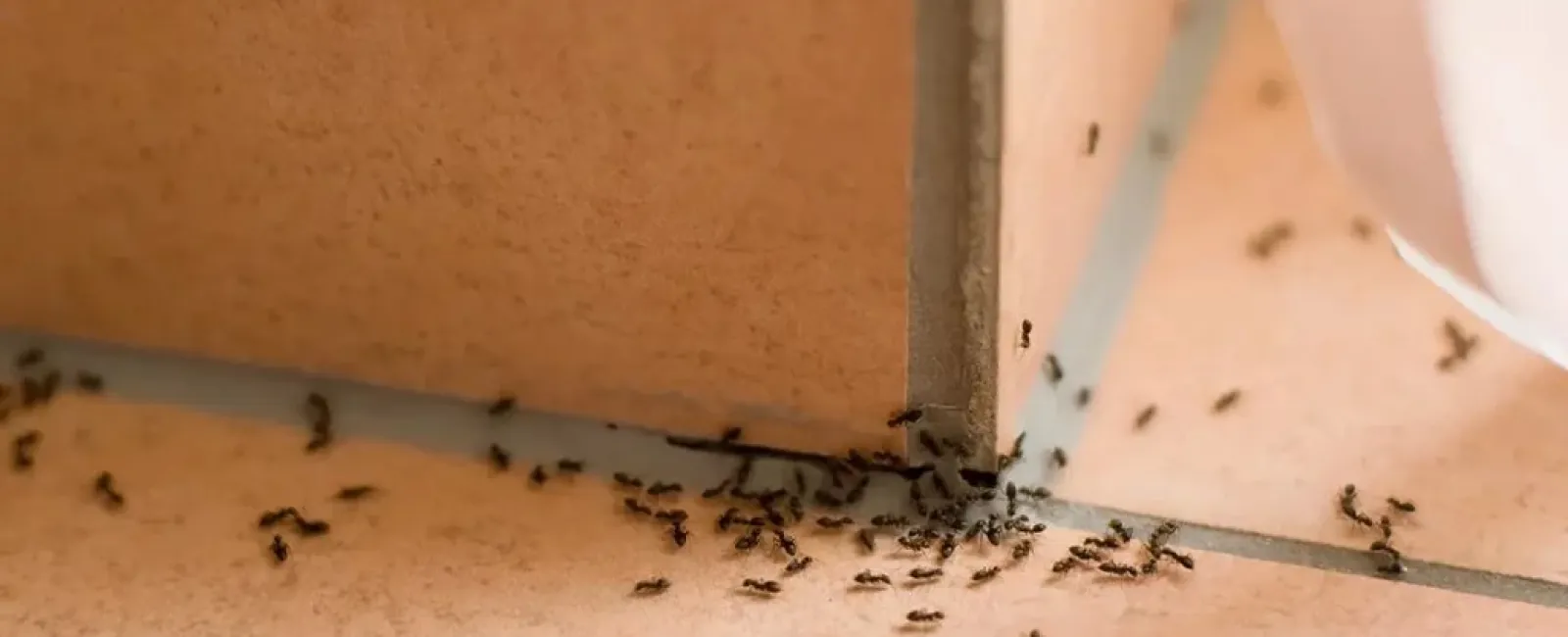 a group of ants on a wall