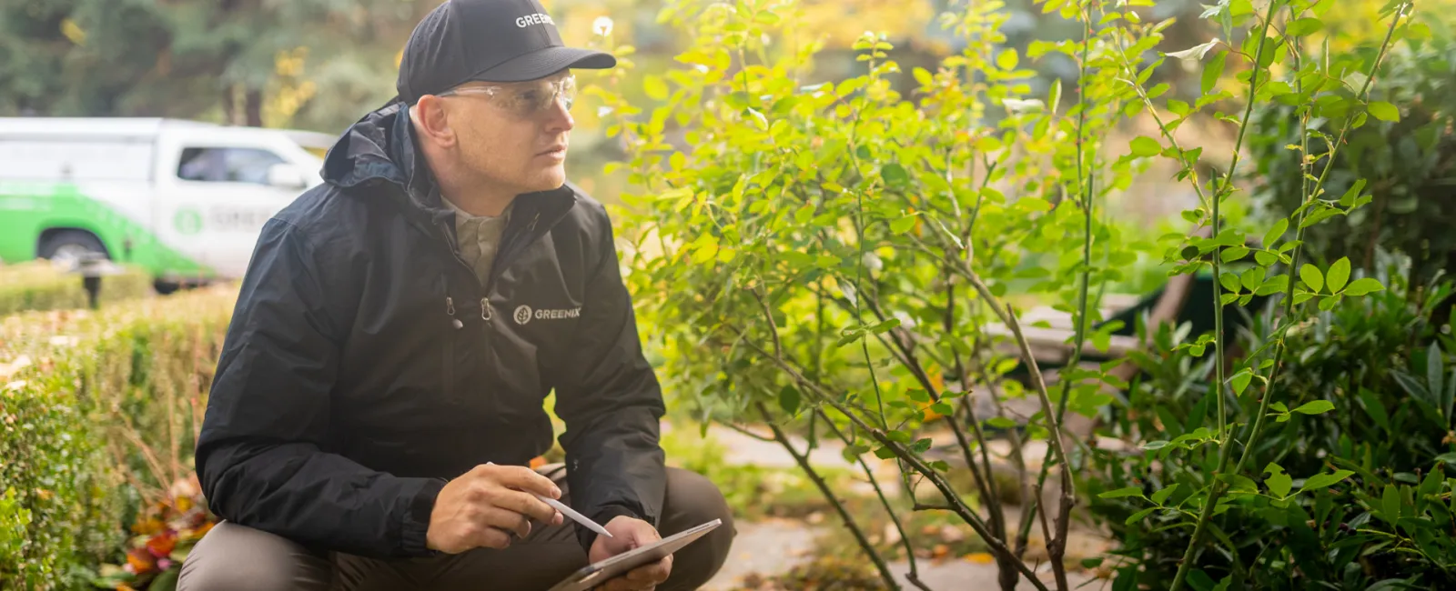 Technician surveying and inspecting foliage for signs of box elder bugs.