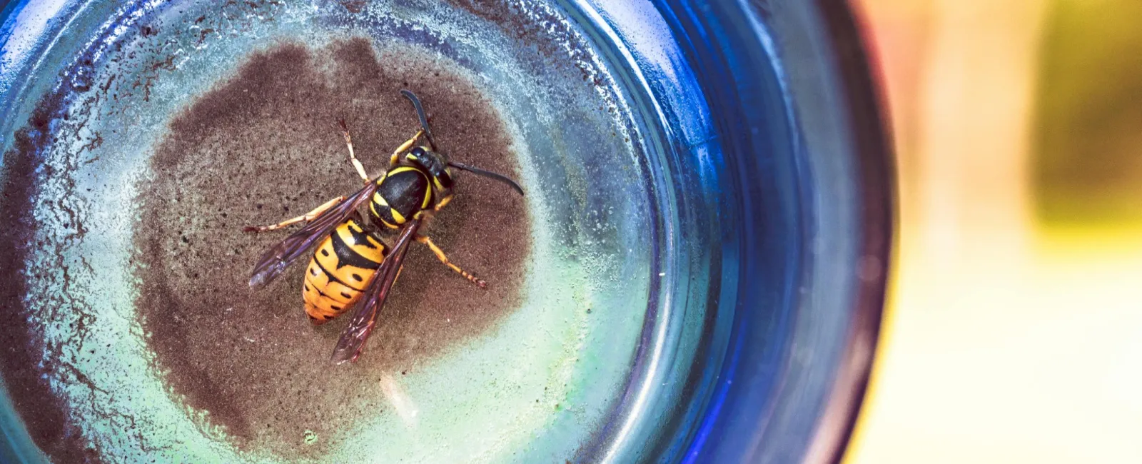 a bee on a blue object