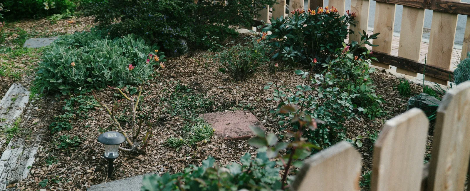 Small front yard garden with mulch, shrubs, solar garden light, and wooden picket fence near parked cars.