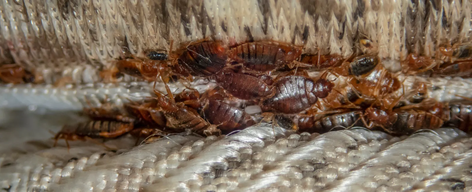 Close-up of bedbugs clustered on fabric folds of a mattress or cushioned surface showing infestation detail.