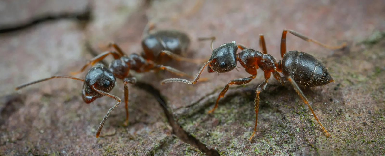 a group of ants on a rock