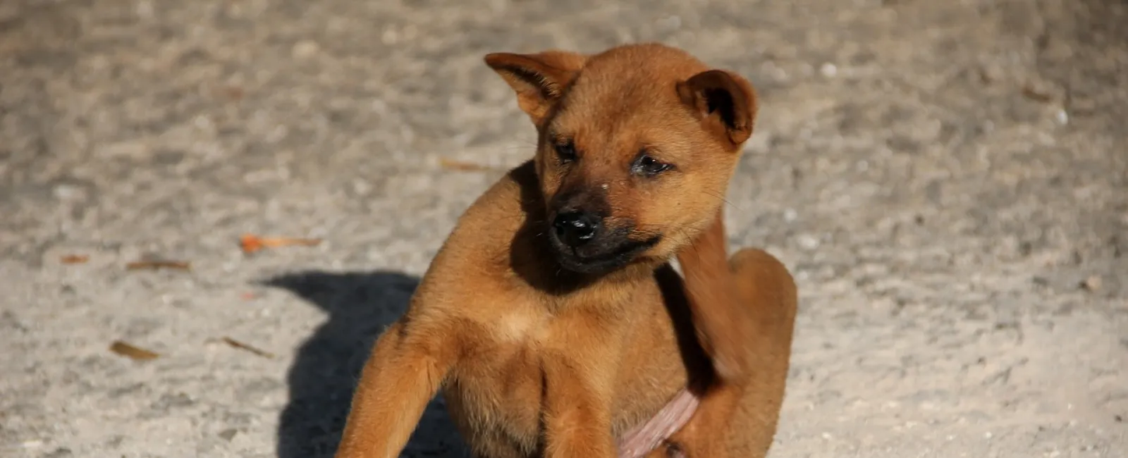 a dog sitting on the ground