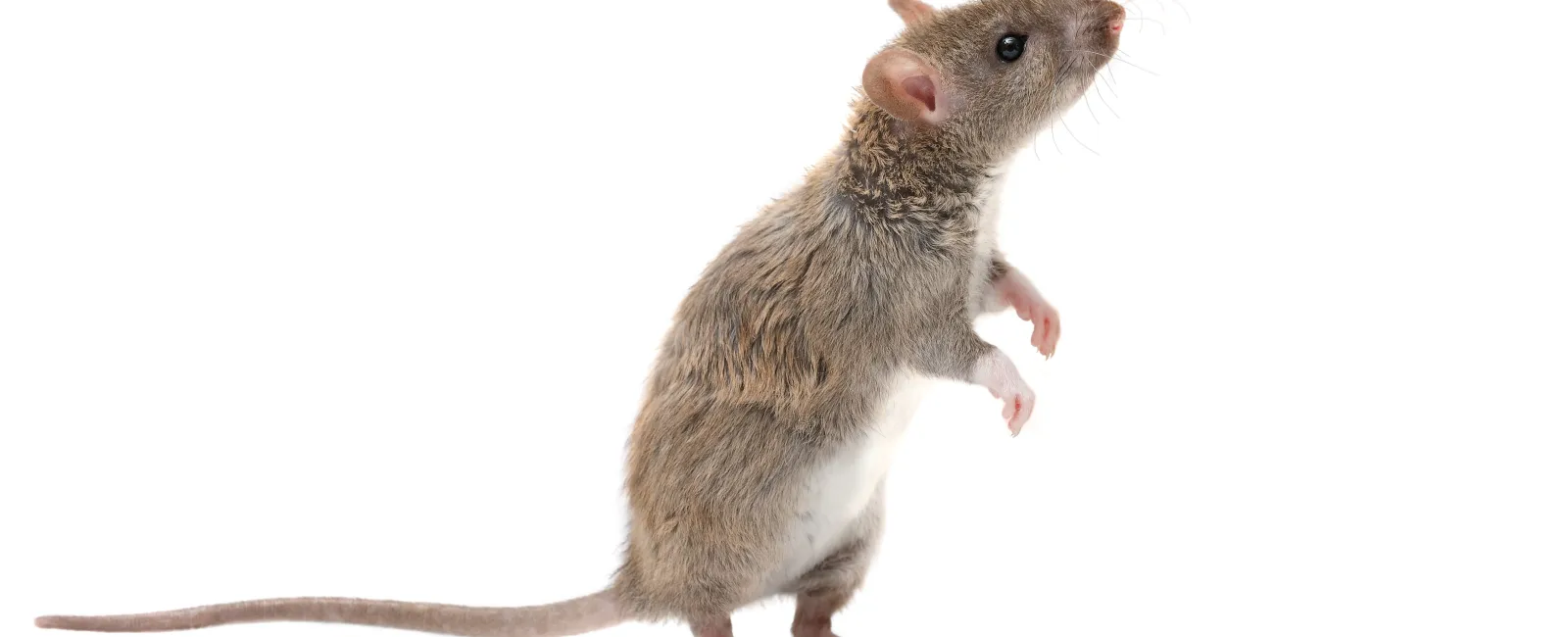 Gray rat standing on its hind legs looking upward on a white background