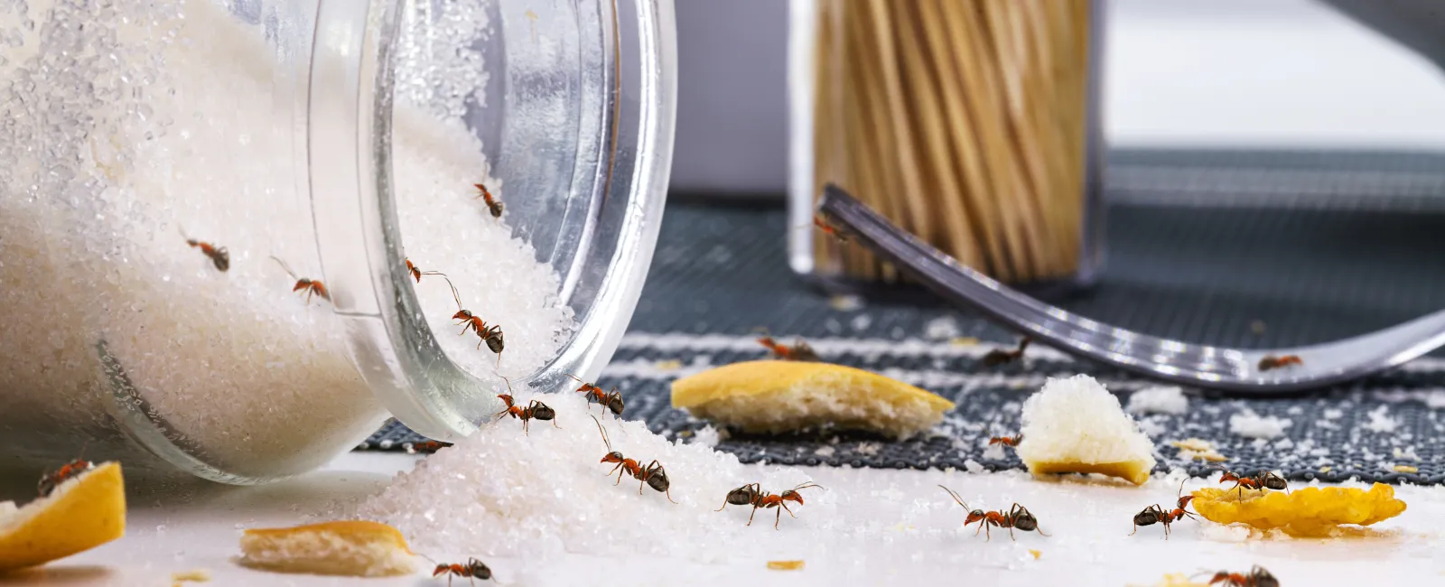 Ants crawling around a customers kitchen because of lack of ant control.