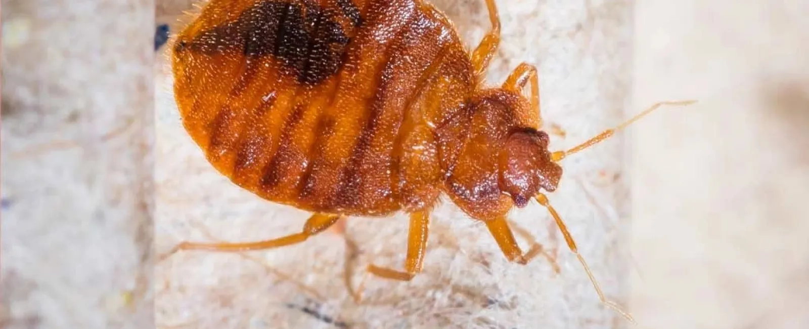 Close-up of a reddish-brown bed bug on a textured surface showing its body and legs in detail