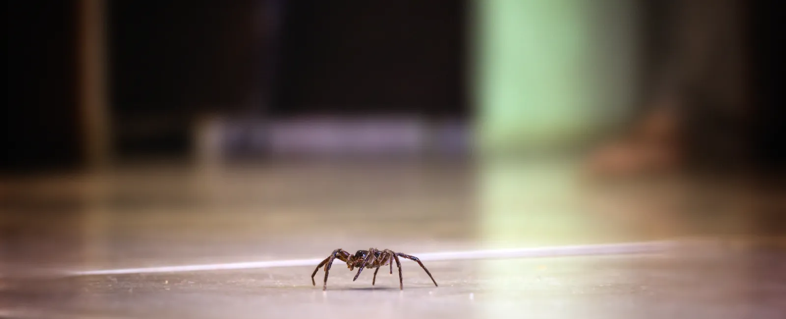 a small insect on a surface