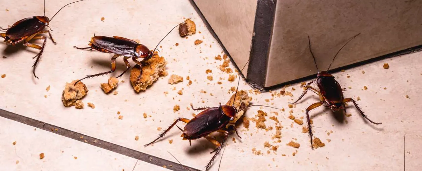 a group of cockroaches eating cookies of the floor