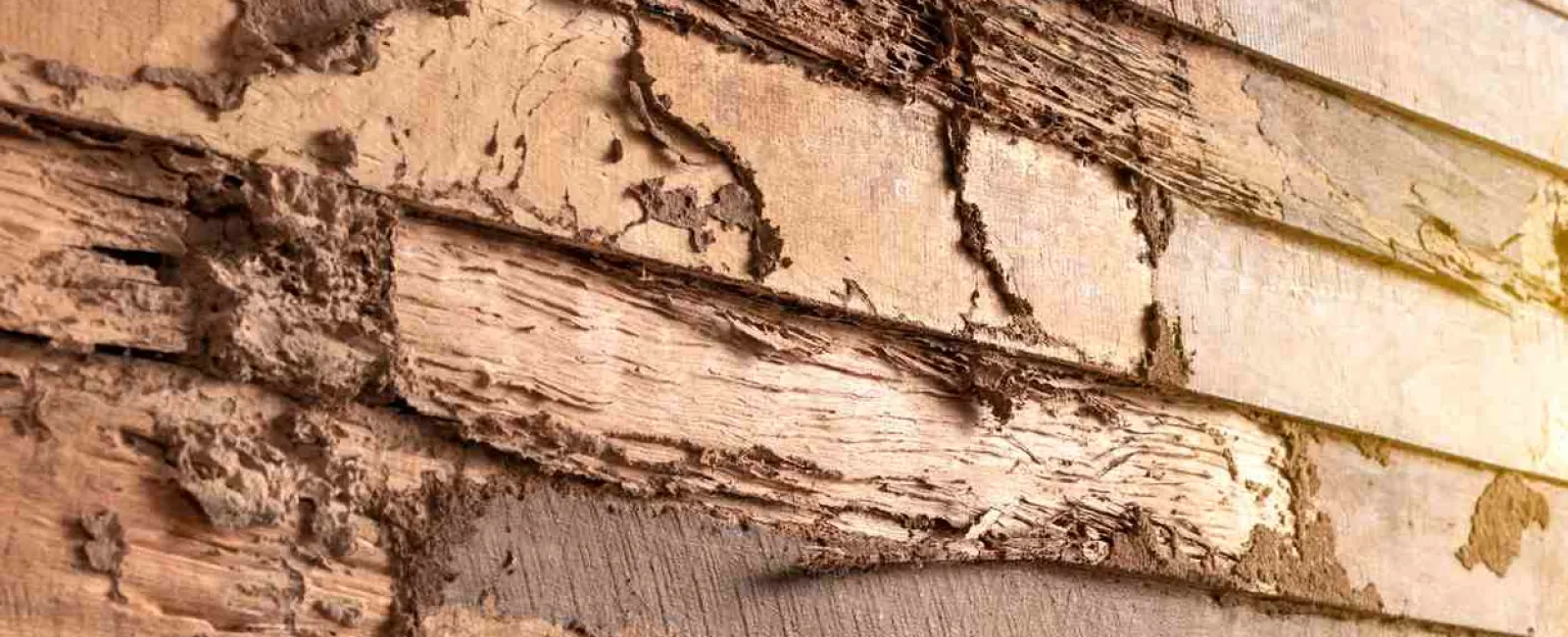 a close up of a wooden wall with termites