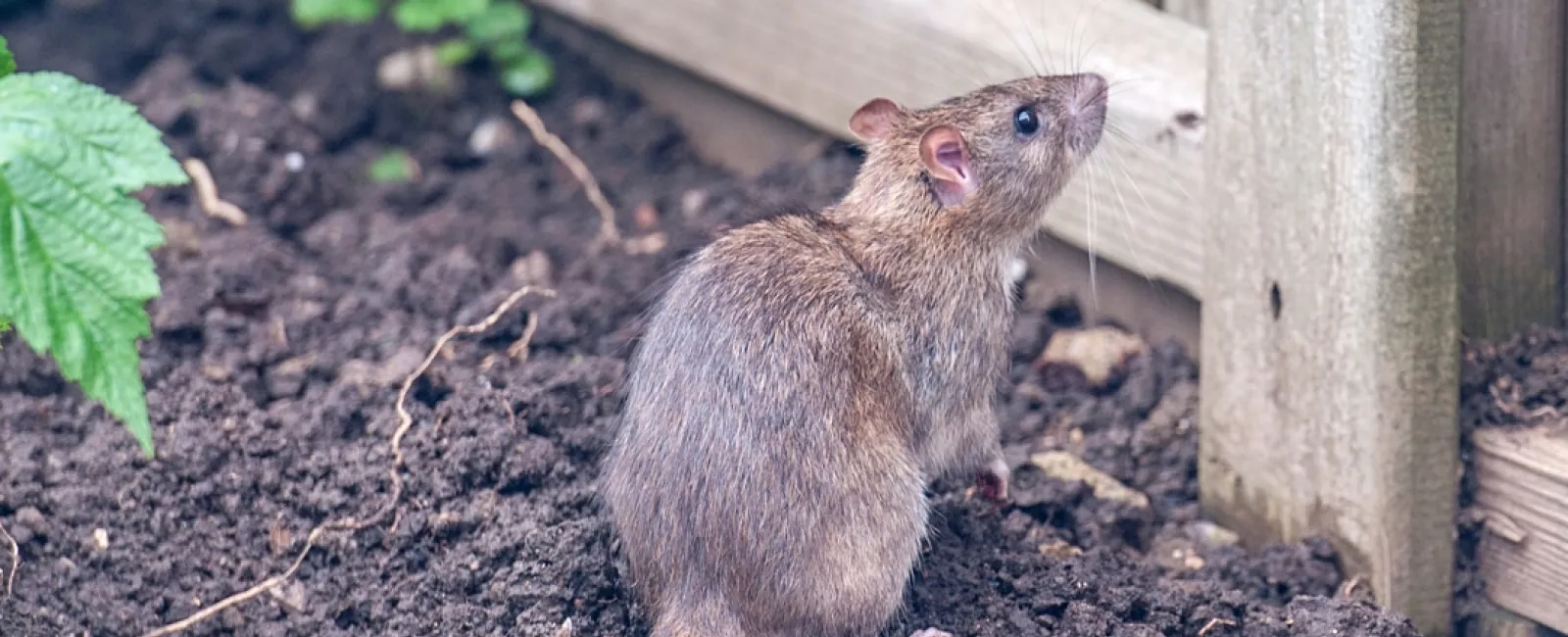 a rodent standing on dirt