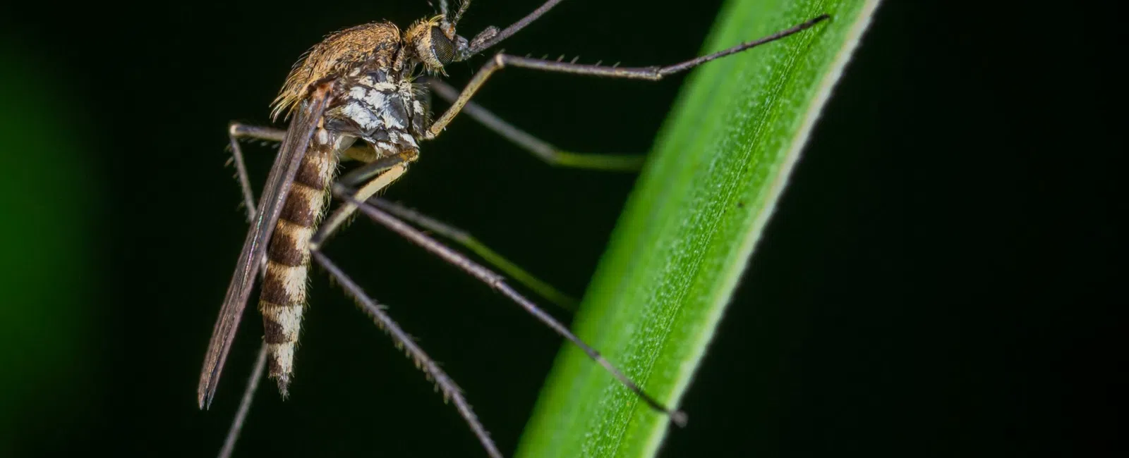 Close-up of a mosquito perched on a green leaf, showcasing its detailed wings and body.