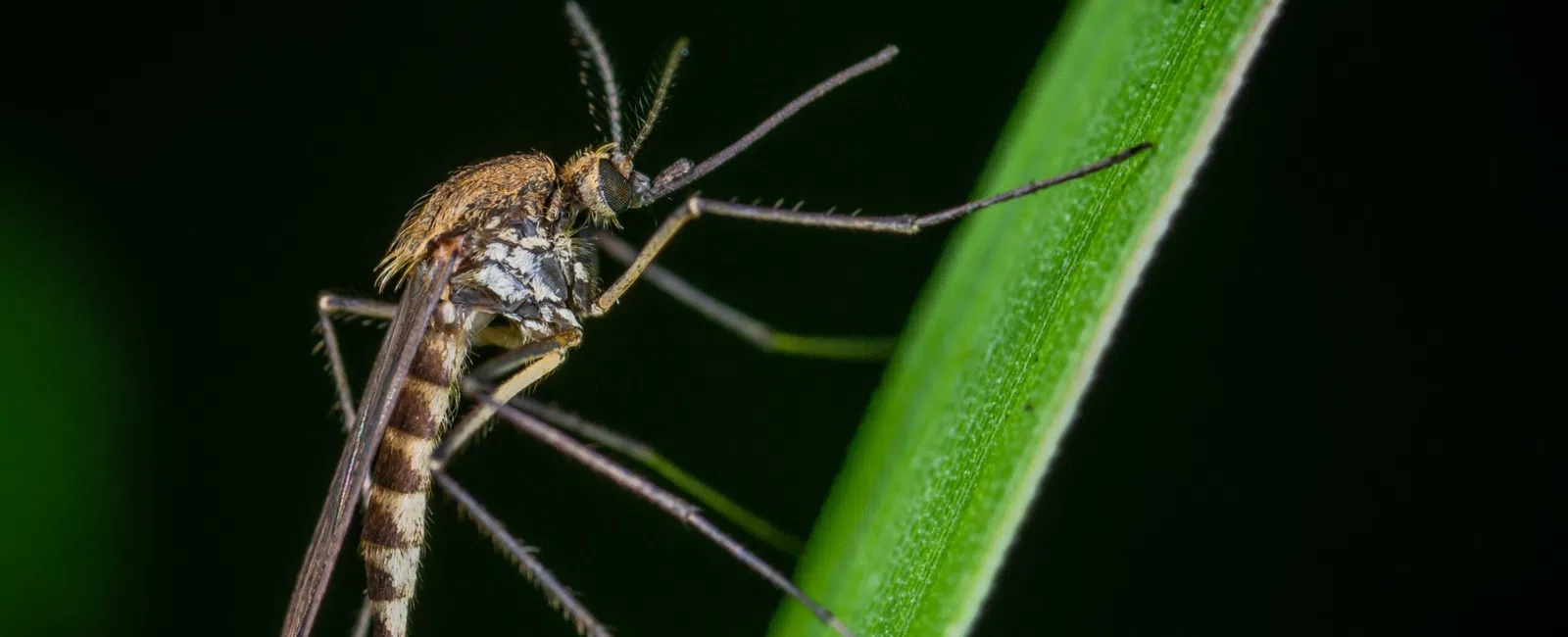 Close-up of a mosquito perched on a green leaf, showcasing its detailed wings and body.