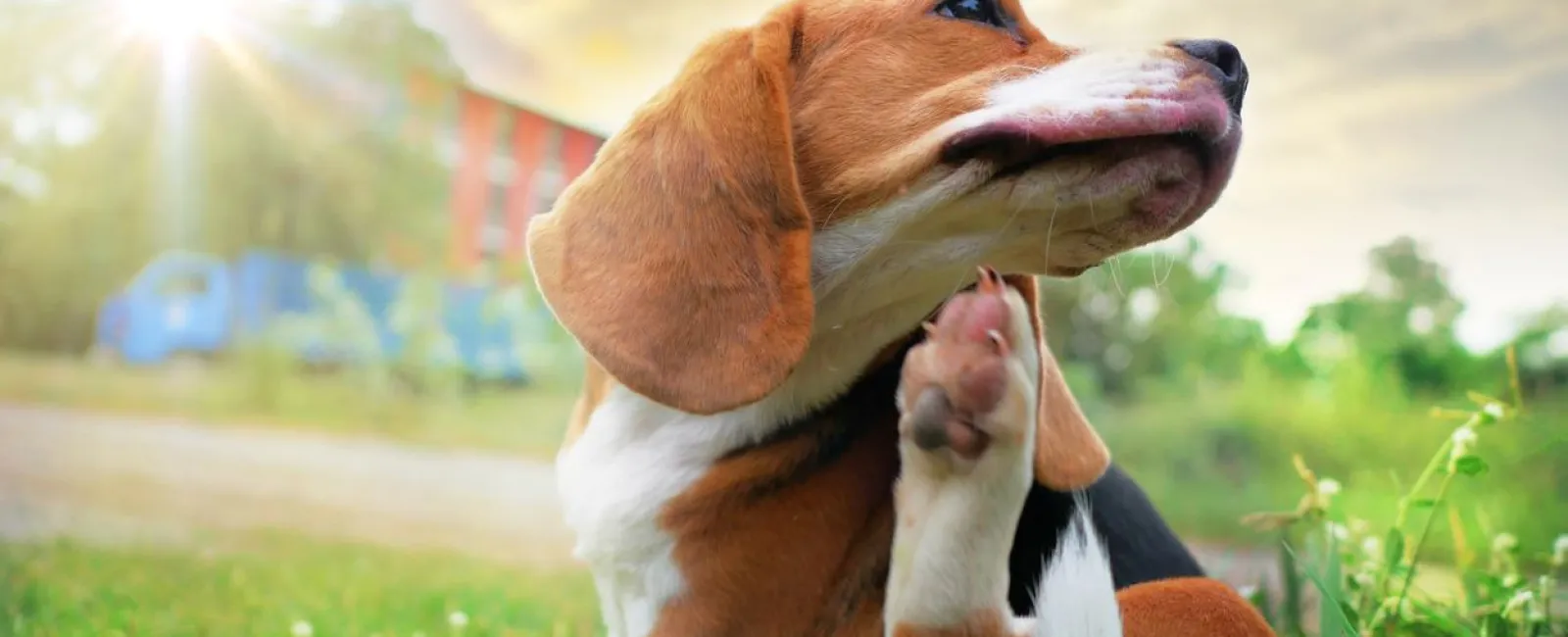 a dog biting another dog's face