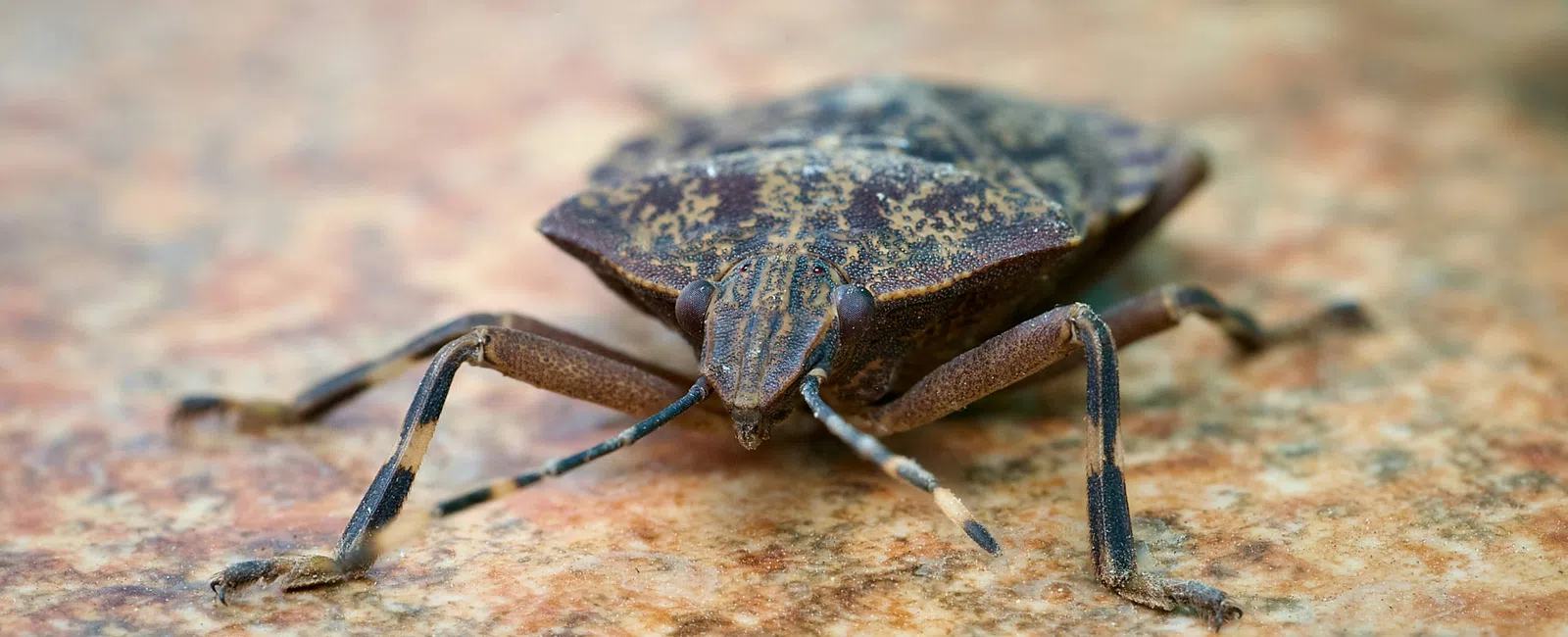 Close-up of a brown stink bug resting on a textured surface with its legs and antennae visible