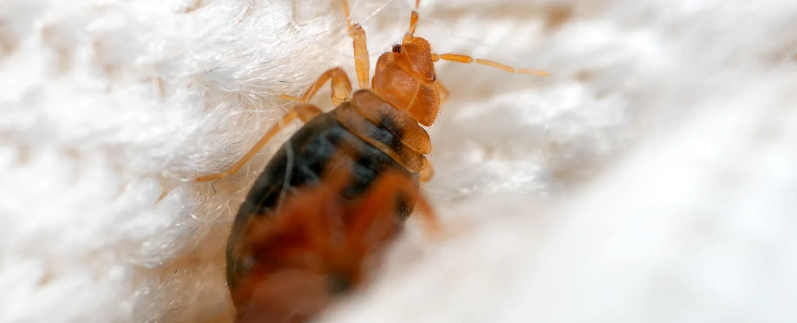 Close-up of a bed bug on textured white fabric highlighting insect details and fibers.