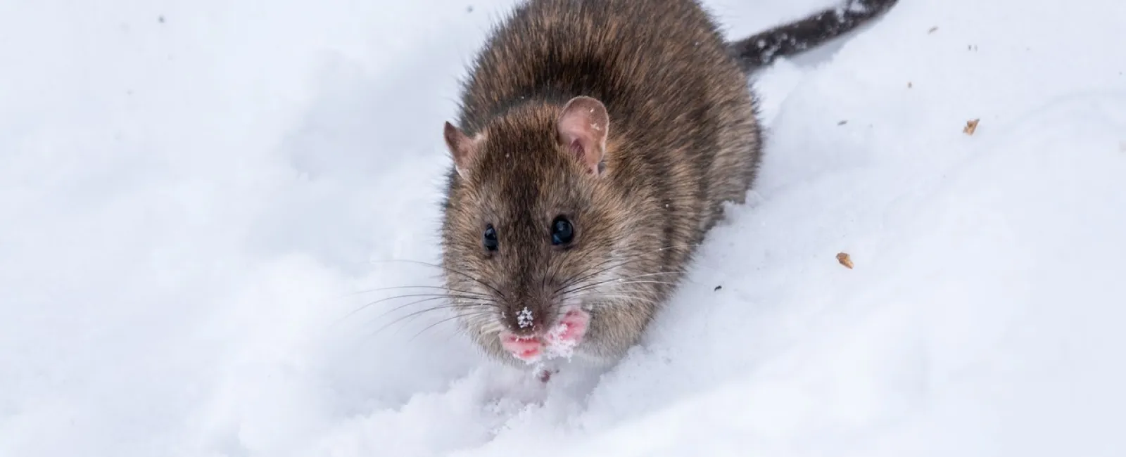 a rodent in the snow