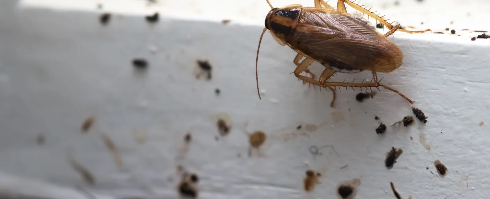 Close-up of german cockroaches crawling around in a customers home.