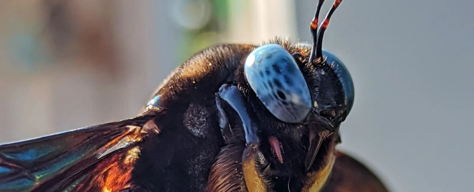 a close of a carpenter bee