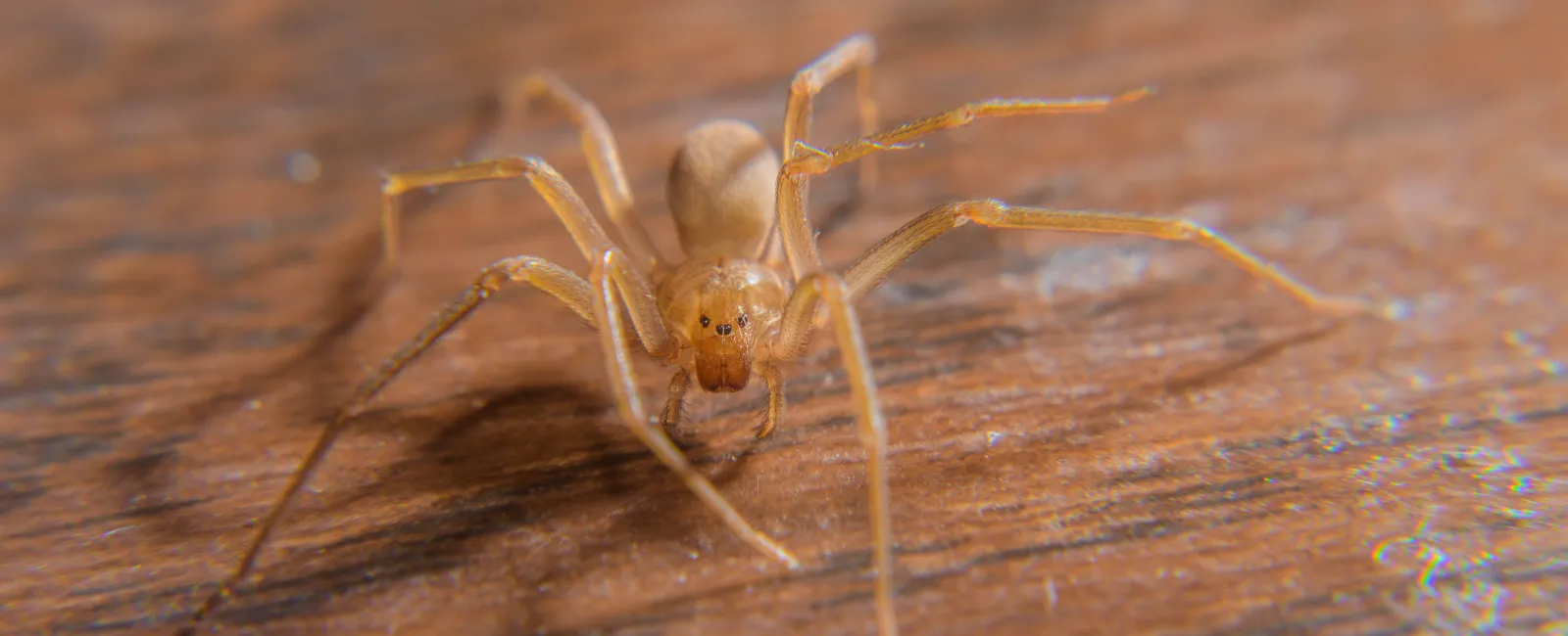 Close-up of a pale spider on a wooden surface, highlighting its delicate legs and features.
